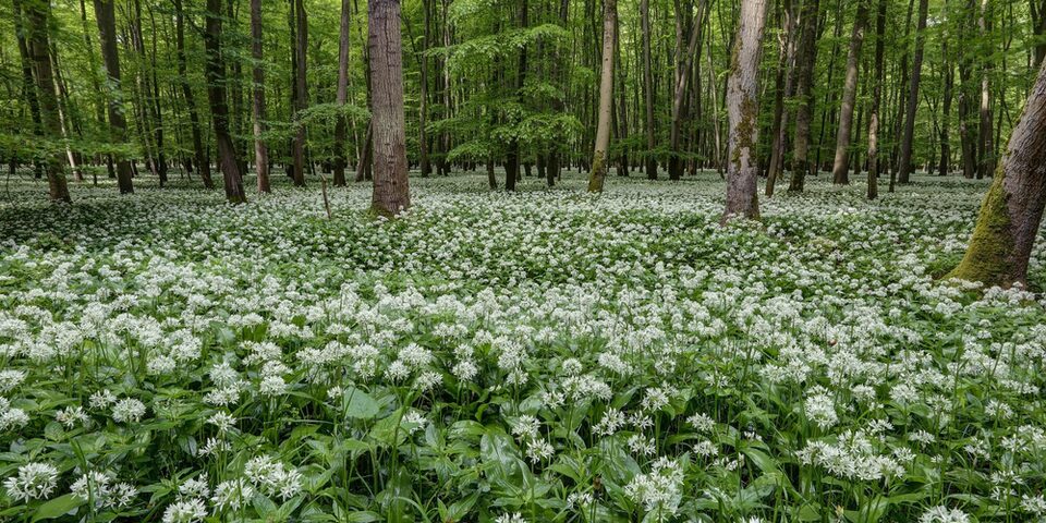Bärlauchblüte im Königstädter Wald