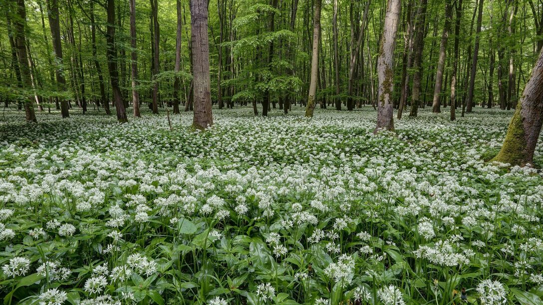 Bärlauchblüte im Königstädter Wald