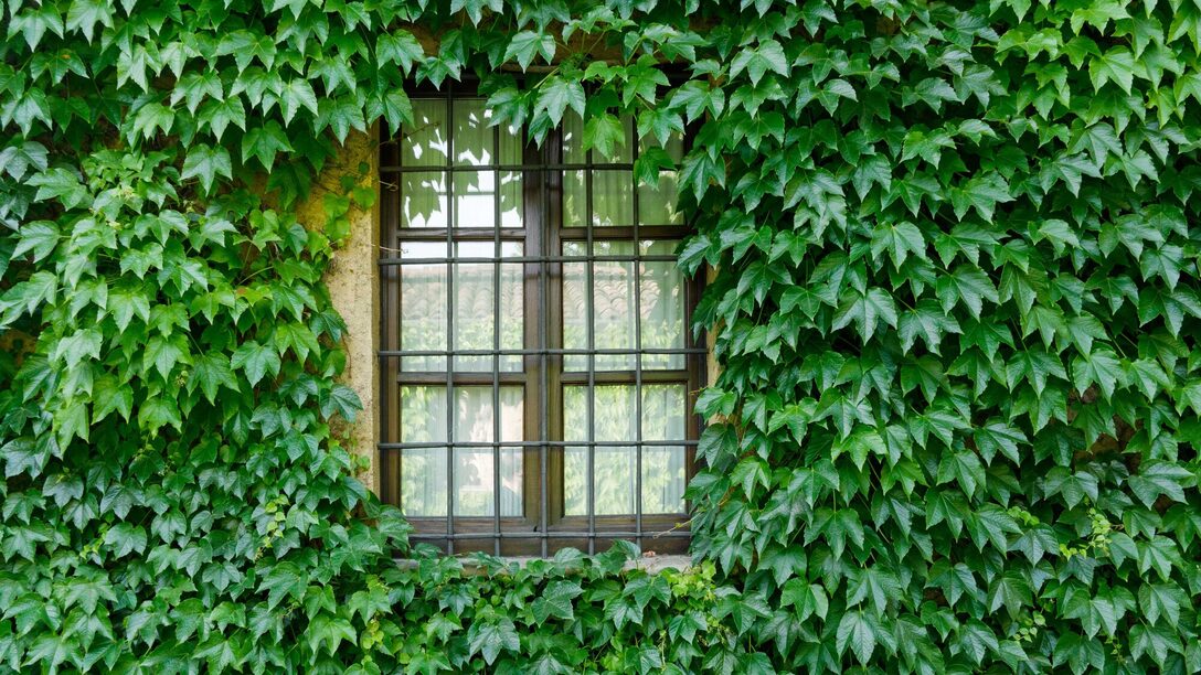 Begrünte Hausfassade