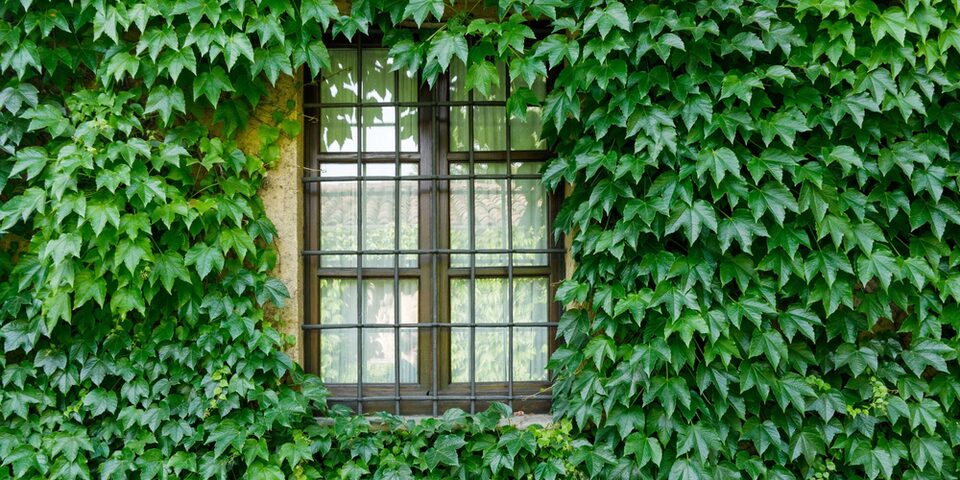 Begrünte Hausfassade