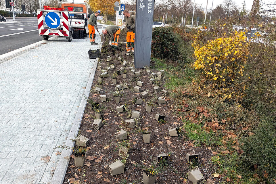Begrünung der Mittelinsel Vollknotenausbau Adam-Opel-Straße