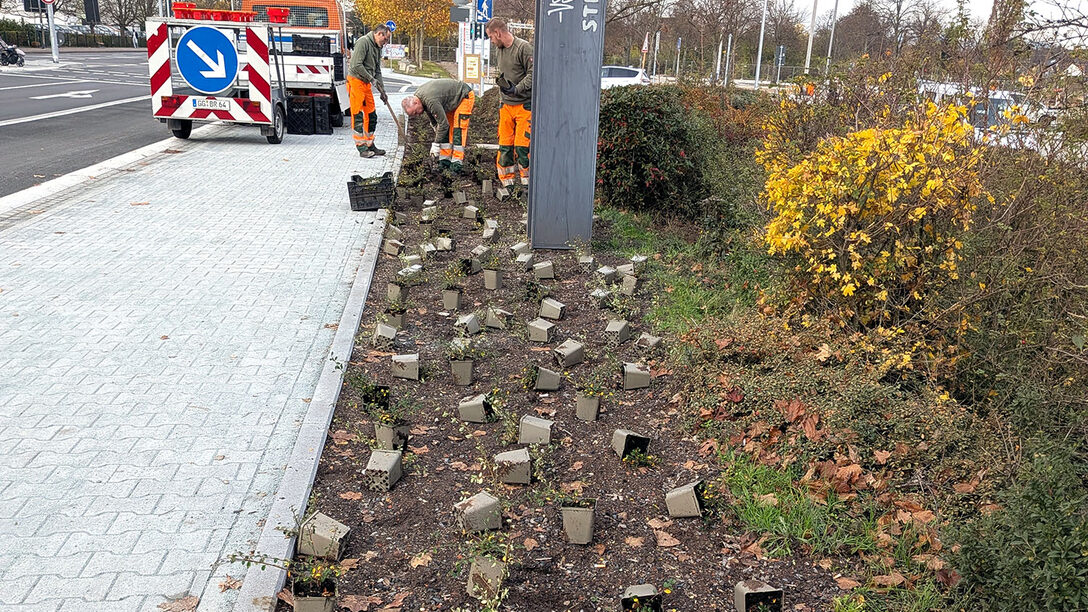 Begrünung der Mittelinsel Vollknotenausbau Adam-Opel-Straße