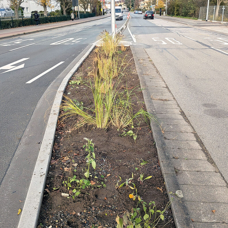 Begrünung der Mittelinsel Vollknotenausbau Adam-Opel-Straße