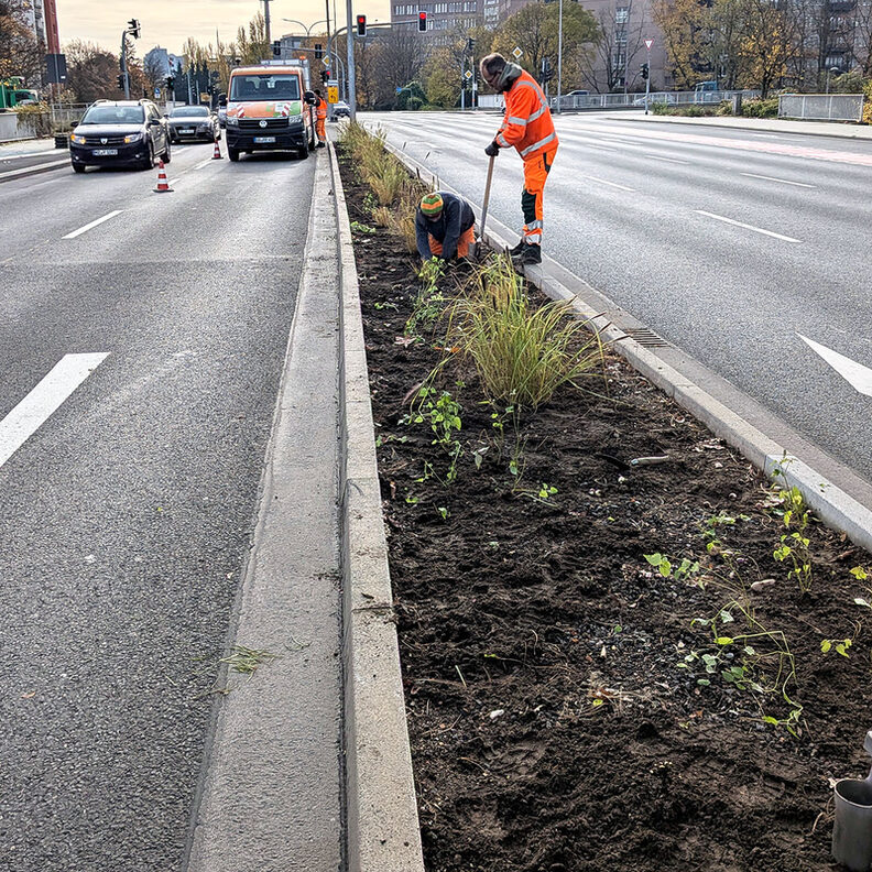 Begrünung der Mittelinsel Vollknotenausbau Adam-Opel-Straße