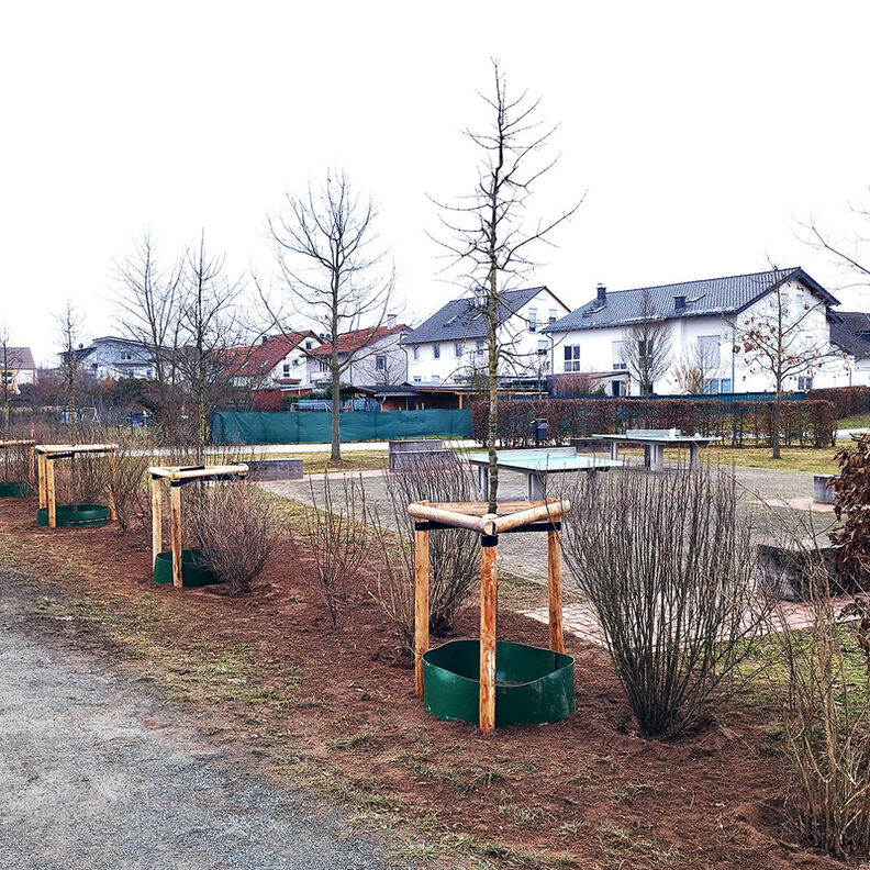 Blütenhecke mit Klimabäumen in Königstädten
