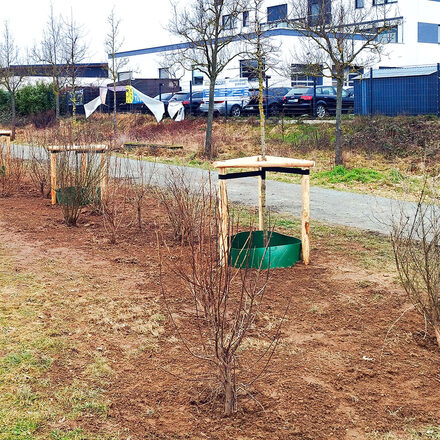 Blütenhecke mit Klimabäumen in Königstädten