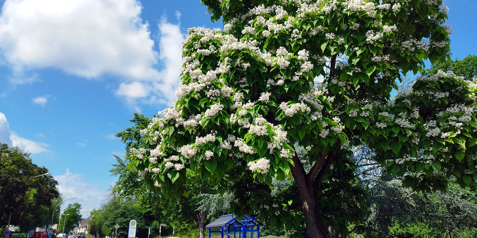 Blühender Verna-Park