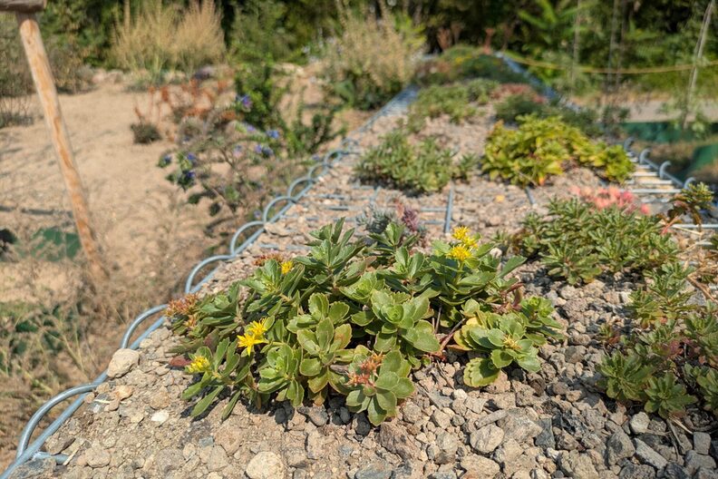 Sedum