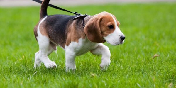 Angeleinter Hund