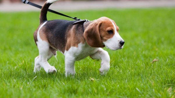 Angeleinter Hund
