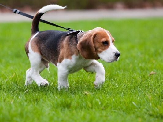 Angeleinter Hund